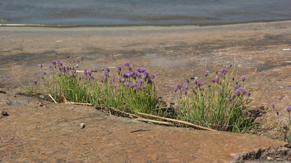 Kallionkolossa kasvaa violetteja kukkia.