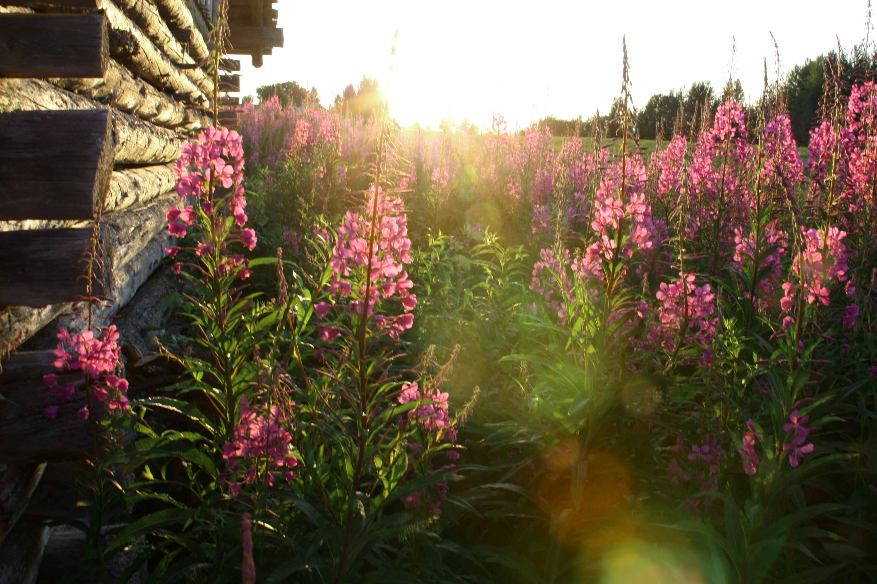 Hormankukkia auringonlaskussa.