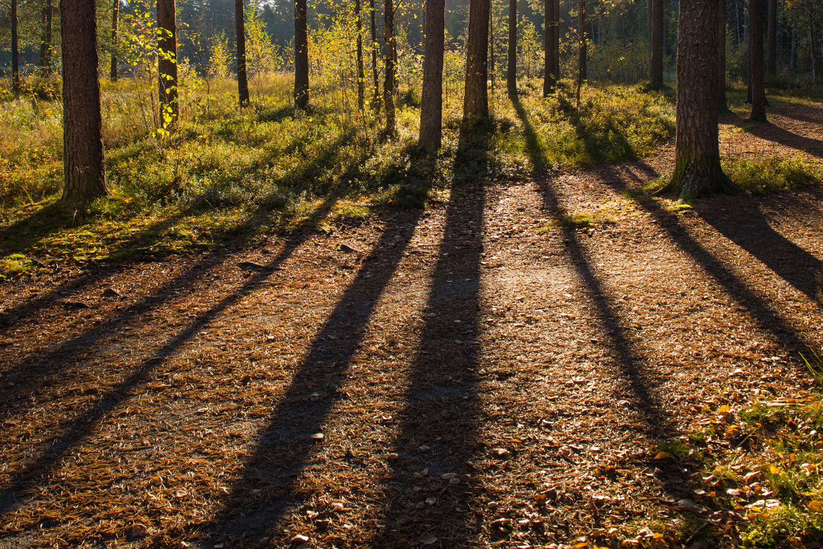 Metsäpolku, puita ja puiden varjoja.