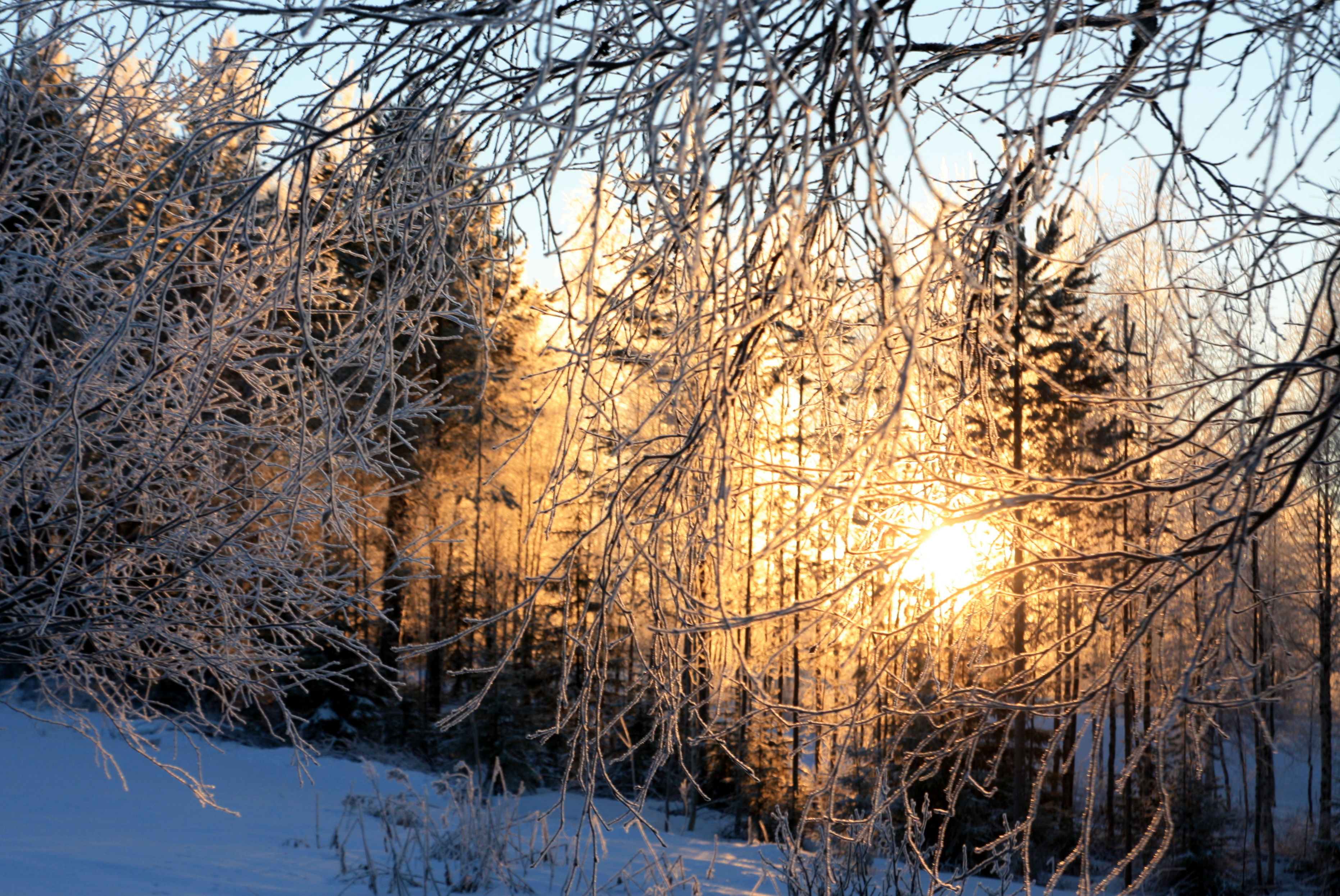 Talvinen metsämaisema, aurinko pilkahtaa puiden raosta.