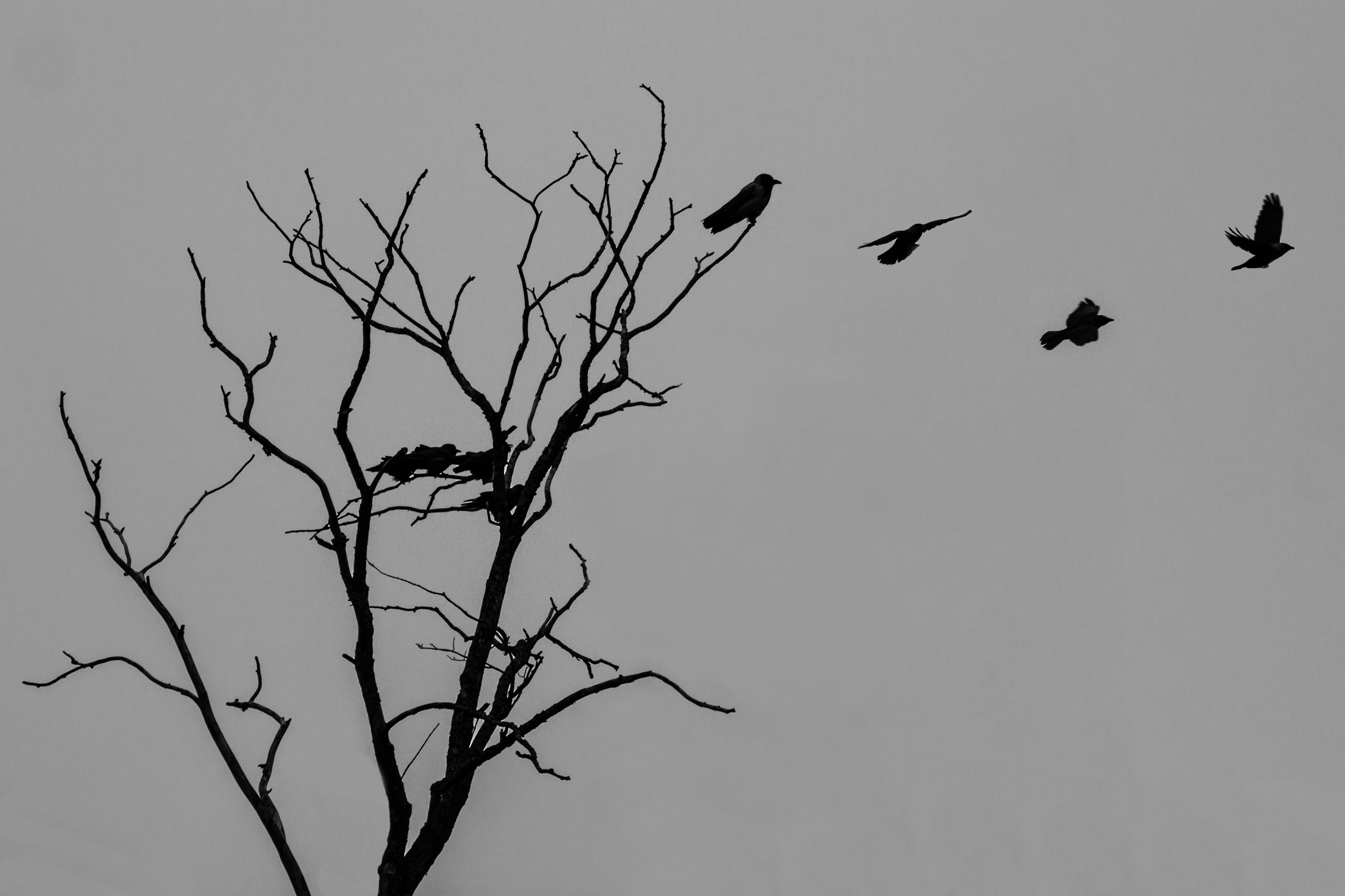 Harmaata taivasta vasten mustia lintujen siluetteja.