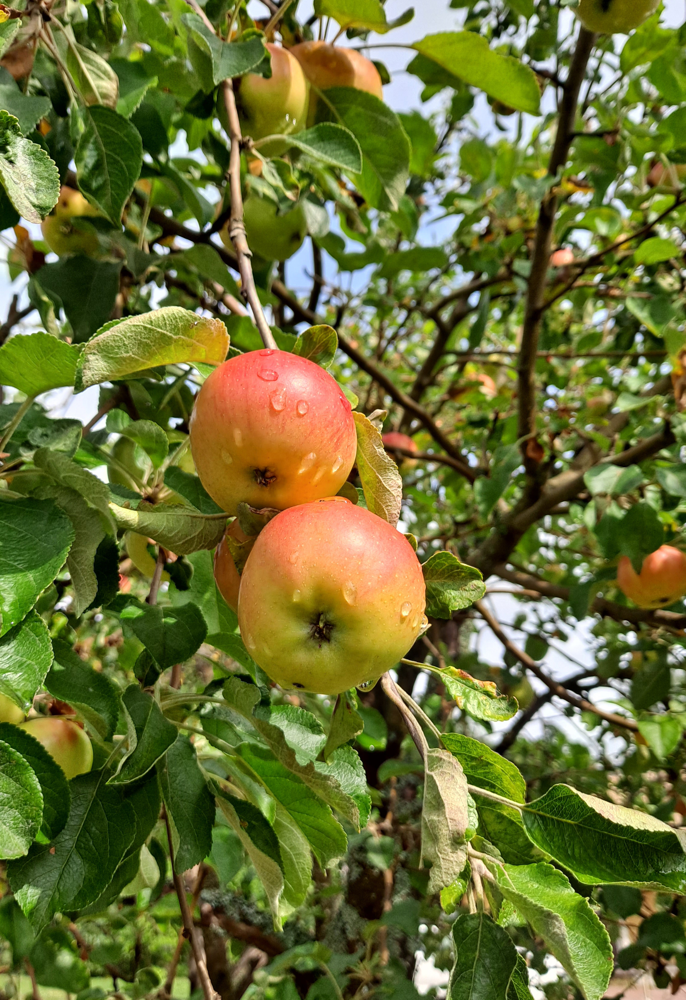 Sadepisaroita omenapuun omenissa.
