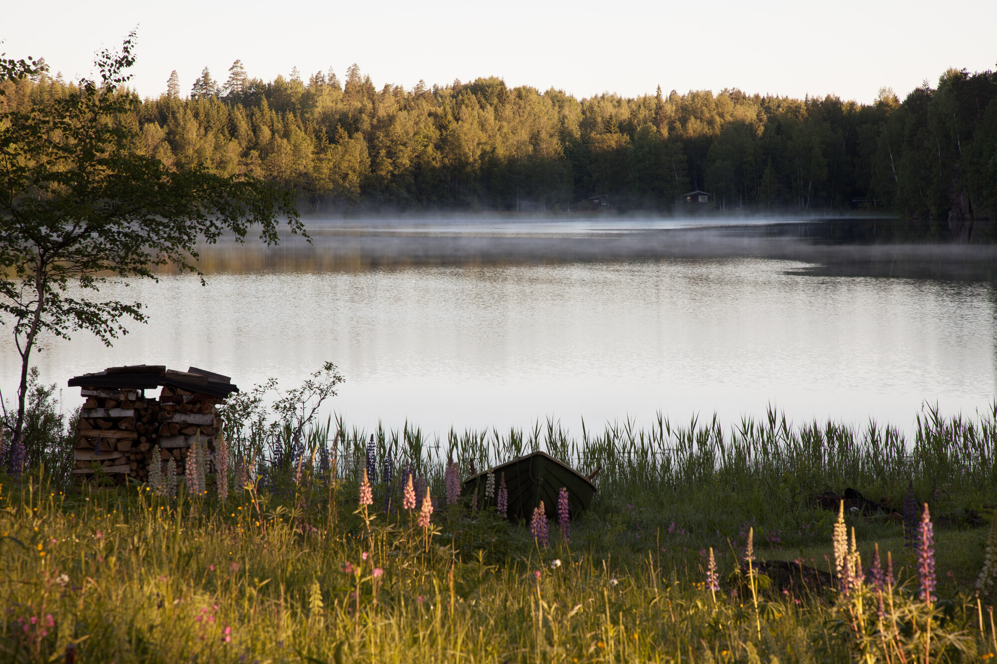 Kesäinen aamu järven rannalla.